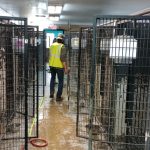 A community service volunteer cleans kennels at the Perry County Dog Shelter.