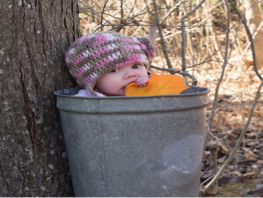 A baby chewing on a maple leaf sits in a sap bucket at the base of a tree